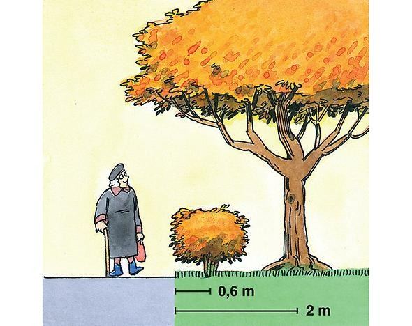illustration av hur du ska plantera