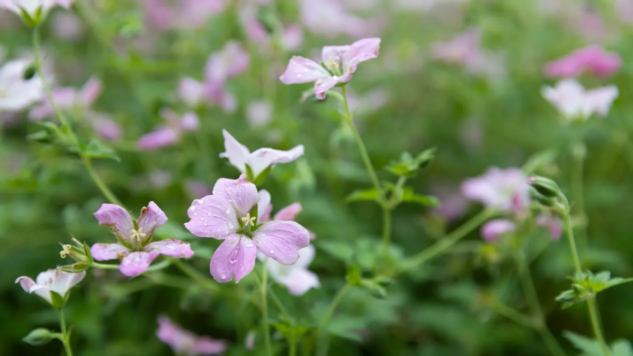 plantering, blommor