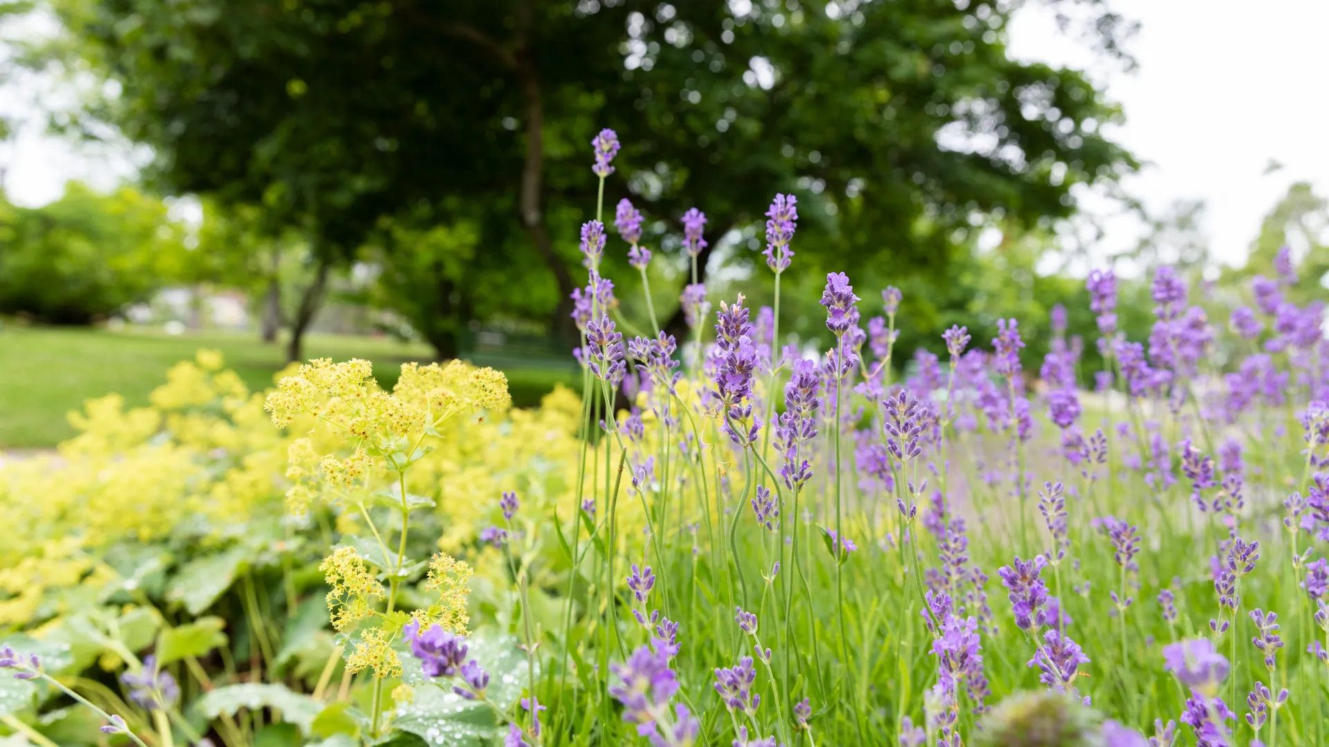 lavendel och daggkåpa