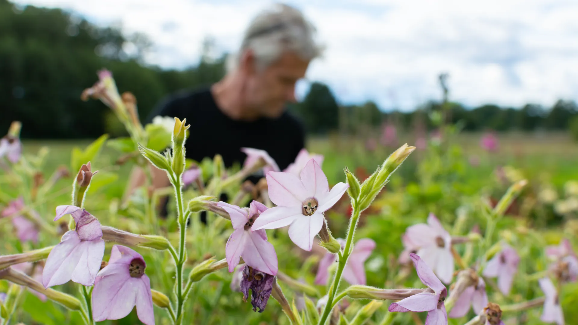 Närbild blommor