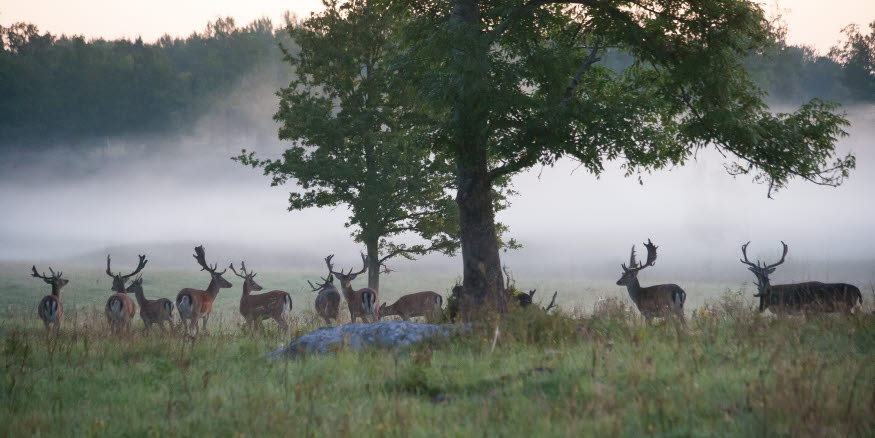 Hjortar på ett fält i dimman vid ett träd. Foto: Jan Lewenhaupt.