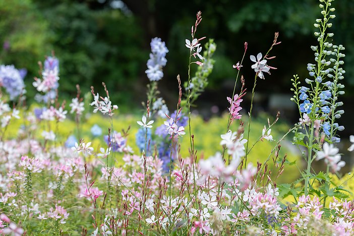 Närbild blommande blommor