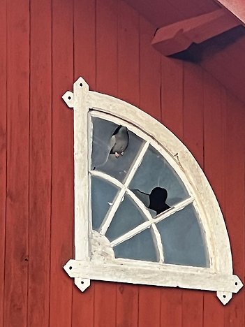 bild på duva i fönster