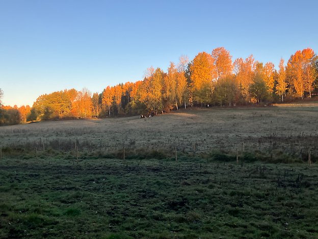 vy över skogsbrynet i krämbolsskogen