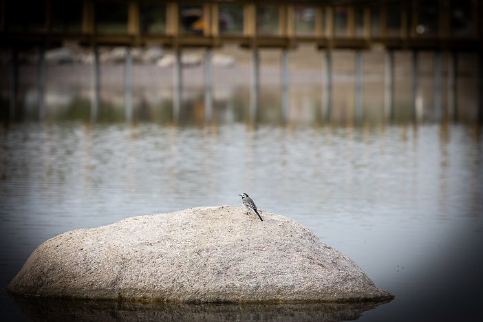 Fågel på sten