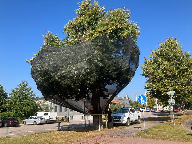 Päronträd med skyddsnät