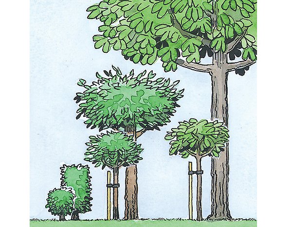 Bilden visar hur mycket träd och buskar växer. För att behålla god sikt är det viktigt att du redan vid planteringstillfället föreställer dig trädens och buskarnas utveckling några år framåt så att du placerar dem tillräckligt långt från vägen.