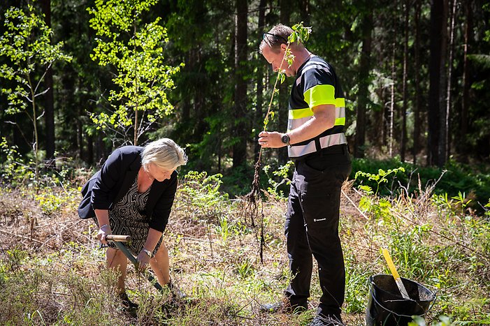 Anneli Hedberg (S) planterar ett körsbärsträd