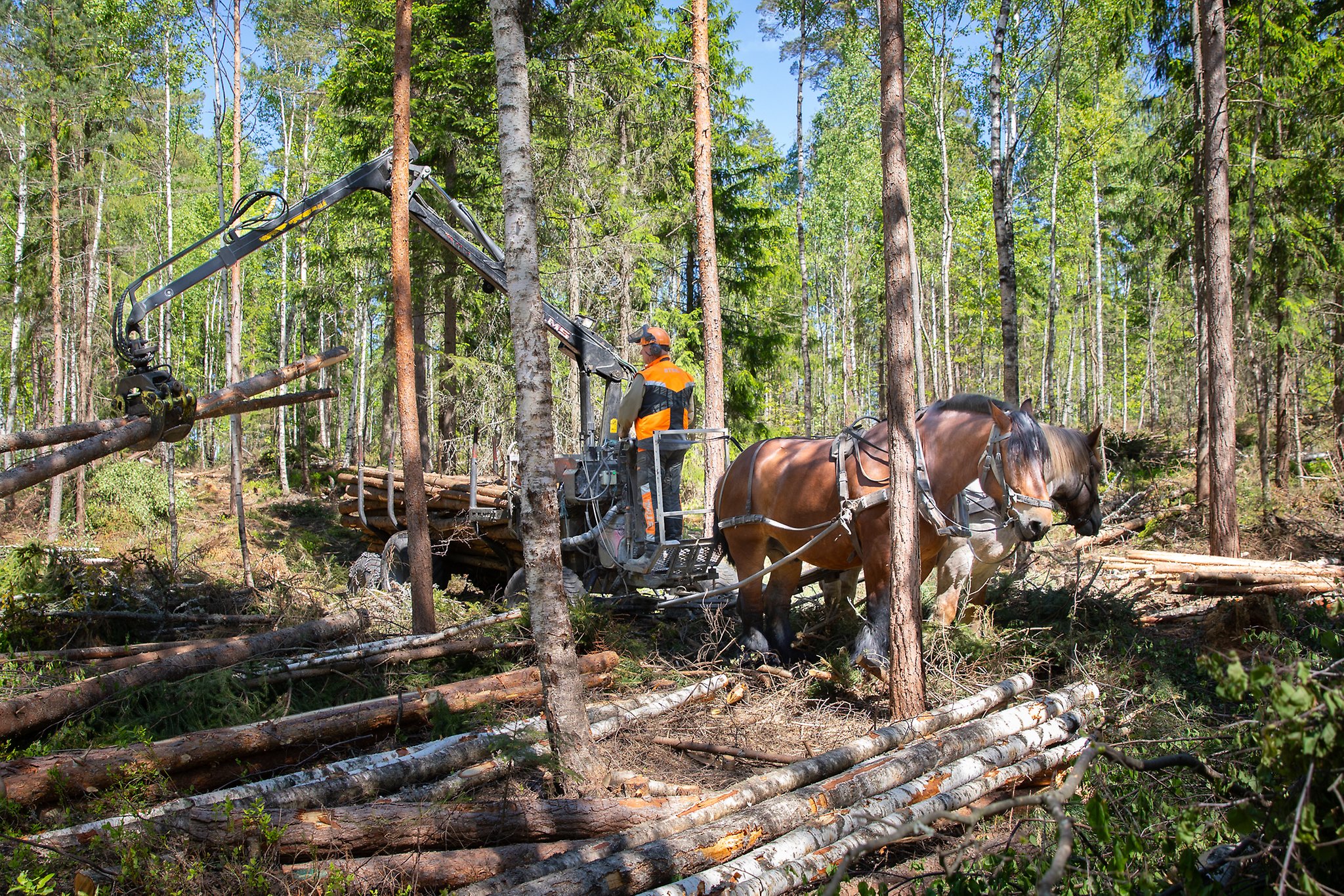 hästar som arbetar i skogen