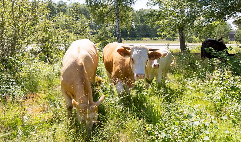 kvigor på grönbete går mot kameran