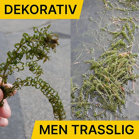 Närbild på smal vattenpest