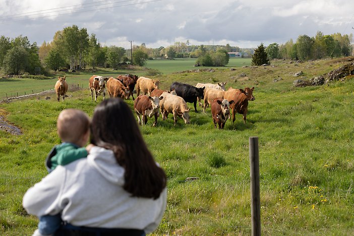En förälder kollar på kosläppet